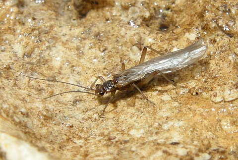 Plecotteri